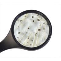 Koretra živá (bílá komáří larva) 45ml  Živá koretra (bílá komáří larva) 45ml