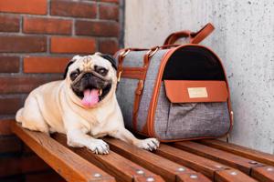 Šedá taška pro psa | do 3 Kg