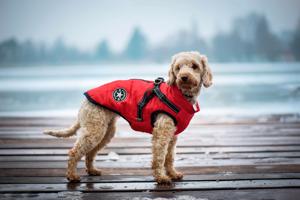 Vsepropejska Achar zimní bunda pro psa s postrojem Barva: Červená, Délka zad (cm): 22, Obvod hrudníku: 34 - 36 cm