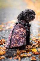 Vsepropejska Adon zimní bunda pro psa s postrojem Barva: Hnědá, Délka zad (cm): 46, Obvod hrudníku: 56 - 60 cm