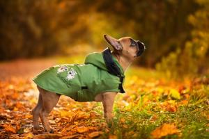 Vsepropejska Autumn pláštěnka pro psa Barva: Zelená, Délka zad (cm): 28, Obvod hrudníku: 30 - 52 cm