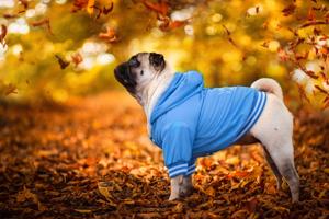 Vsepropejska Big dog zimní bunda pro psa Barva: Modrá, Délka zad (cm): 20, Obvod hrudníku: 30 - 35 cm