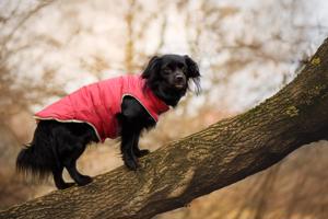 Vsepropejska Celine zimní bunda pro psa Barva: Vínová, Délka zad (cm): 50, Obvod hrudníku: 56 - 62 cm