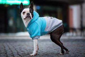 Vsepropejska Chimena sportovní zateplená mikina pro psa Barva: Modro-šedá, Délka zad (cm): 34, Obvod hrudníku: 44 - 48 cm