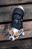 Vsepropejska Coldy bunda pro psa s kapucí Barva: Černo-modrá, Délka zad (cm): 24, Obvod hrudníku: 20 - 34 cm