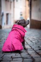 Vsepropejska Dasty bunda pro psa s reflexními prvky Barva: Vínová, Délka zad (cm): 27, Obvod hrudníku: 34 - 46 cm