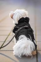 Vsepropejska Filip obleček pro psa na zip Barva: Černá, Délka zad (cm): 36, Obvod hrudníku: 46 - 51 cm