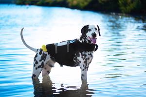 Vsepropejska Flava plovací vesta pro psa Barva: Černá, Délka zad (cm): 30, Obvod hrudníku: 44 - 51 cm