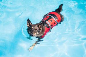Vsepropejska Flava plovací vesta pro psa Barva: Červená, Délka zad (cm): 30, Obvod hrudníku: 44 - 51 cm
