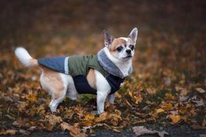 Vsepropejska Fogy stylová bunda pro psa Barva: Zelená, Délka zad (cm): 26, Obvod hrudníku: 34 – 40 cm