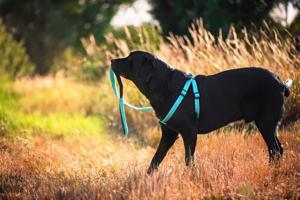 Vsepropejska Fugas postroj pro psa s vodítkem Barva: Tyrkysová, Obvod hrudníku: 36 - 55 cm