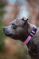 Vsepropejska Furio růžový obojek pro psa Typ: Obojek, Velikost: Obvod krku 46 - 75 cm