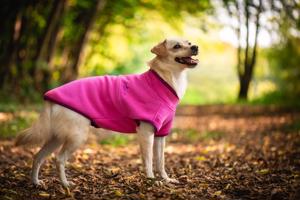 Vsepropejska Jambo sportovní mikina pro psa Barva: Růžová, Délka zad (cm): 34, Obvod hrudníku: 36 - 40 cm