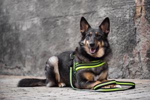Vsepropejska James reflexní postroj pro psa | 44 – 79 cm Barva: Zelená, Obvod hrudníku: 59 - 72 cm