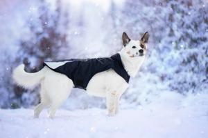 Vsepropejska Kit reflexní zimní bunda pro psa s límcem Barva: Černá, Délka zad (cm): 30, Obvod hrudníku: 41 - 48 cm