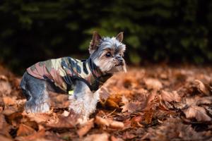 Vsepropejska Knox obleček pro psa na zip Barva: Zelená, Délka zad (cm): 23, Obvod hrudníku: 28 - 32 cm