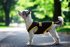 Vsepropejska Lolita tričko s nápisem security pro psa Barva: Žlutá, Délka zad (cm): 23, Obvod hrudníku: 30 - 34 cm