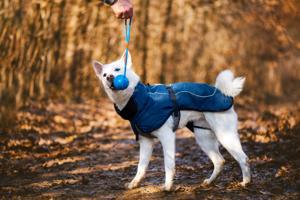 Vsepropejska Maka zimní bunda pro psa Barva: Modrá, Délka zad (cm): 50, Obvod hrudníku: 70 - 76 cm