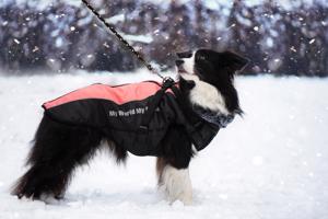 Vsepropejska Mansi zimní bunda pro psa s postrojem Barva: Modrá, Délka zad (cm): 74, Obvod hrudníku: 76 - 80 cm