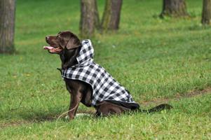 Vsepropejska Max zimní károvaná bunda pro psa Barva: Černo-bílá, Délka zad (cm): 20, Obvod hrudníku: 34 - 38 cm