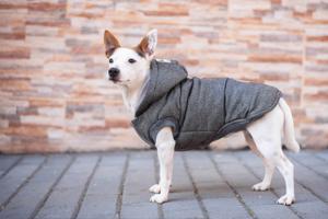 Vsepropejska Mix zimní bunda pro psa Barva: Šedá, Délka zad (cm): 20, Obvod hrudníku: 28 - 34 cm