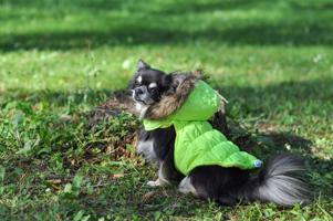 Vsepropejska Neo zimní bunda s kapucí pro psa Barva: Žlutá, Délka zad (cm): 57, Obvod hrudníku: 57 - 83 cm