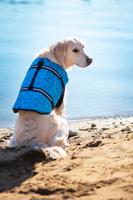 Vsepropejska Orsa plovací vesta pro psa Barva: Modrá, Délka zad (cm): 30, Obvod hrudníku: 45 – 65 cm