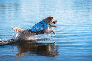 Vsepropejska Orsa plovací vesta pro psa Barva: Modrá, Délka zad (cm): 35, Obvod hrudníku: 51 – 80 cm