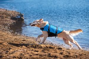 Vsepropejska Orsa plovací vesta pro psa Barva: Modrá, Délka zad (cm): 45, Obvod hrudníku: 63 – 98 cm