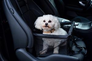 Výbava pro psa na cestování autem