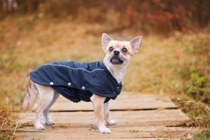 Vsepropejska Reflex zimní bunda pro psa Barva: Modrá, Délka zad (cm): 40, Obvod hrudníku: 44 - 51 cm