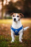 Vsepropejska Rigby prodyšné kšíry pro psa | 36 – 68 cm Barva: Tmavě modrá, Obvod hrudníku: 40 - 50 cm