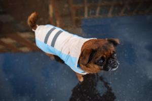 Vsepropejska Roy reflexní pláštěnka pro psa Barva: Modrá, Délka zad (cm): 29, Obvod hrudníku: 34 – 40 cm