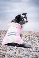 Vsepropejska Roy reflexní pláštěnka pro psa Barva: Růžová, Délka zad (cm): 45, Obvod hrudníku: 60 - 64 cm