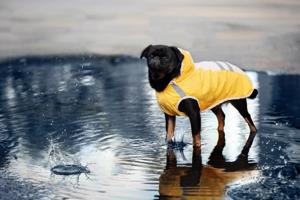Vsepropejska Roy reflexní pláštěnka pro psa Barva: Žlutá, Délka zad (cm): 29, Obvod hrudníku: 34 - 39 cm