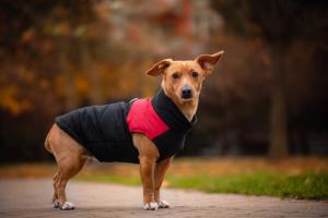 Vsepropejska Slim-rainy obleček pro psa na zip Barva: Černo-červená, Délka zad (cm): 26, Obvod hrudníku: 30 - 35 cm