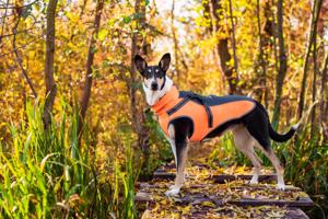 Vsepropejska Softshellová bunda pro psa s postrojem Barva: Šedo-oranžová, Délka zad (cm): 46, Obvod hrudníku: 56 - 62 cm