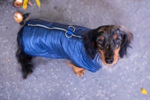 Vsepropejska Targa podzimní bunda pro psa Barva: Modrá, Délka zad (cm): 23, Obvod hrudníku: 27 - 29 cm