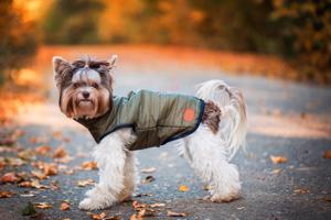 Vsepropejska Targa podzimní bunda pro psa Barva: Zelená, Délka zad (cm): 33, Obvod hrudníku: 45 - 48 cm
