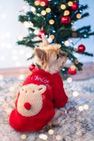 Vsepropejska Trinid vánoční mikina pro psa Barva: Červená, Délka zad (cm): 24, Obvod hrudníku: 38 - 42 cm