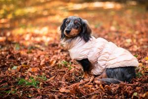 Vsepropejska Warm zimní bunda pro psa s kožichem Barva: Béžová, Délka zad (cm): 19, Obvod hrudníku: 20 - 30 cm