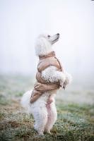 Vsepropejska Warm zimní bunda pro psa s kožichem Barva: Béžová, Délka zad (cm): 30, Obvod hrudníku: 30 - 40 cm