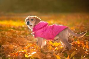 Vsepropejska Winter bunda pro psa s kapucí Barva: Růžová, Délka zad (cm): 28, Obvod hrudníku: 30 - 52 cm