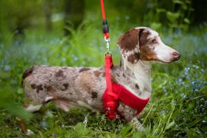 Vsepropejska Woody postroj pro psa s vodítkem | 24 – 42 cm Barva: Červená, Obvod hrudníku: 24 - 33 cm