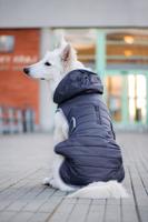 Vsepropejska Yogi zimní bunda pro psa Barva: Šedá, Délka zad (cm): 60, Obvod hrudníku: 64 - 70 cm