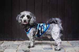 Vsepropejska Yoko maskáčové tričko pro psa Barva: Modrá, Délka zad (cm): 21, Obvod hrudníku: 28 - 32 cm