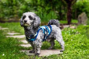 Vsepropejska Yoko maskáčové tričko pro psa Barva: Modrá, Délka zad (cm): 41, Obvod hrudníku: 46 - 50 cm