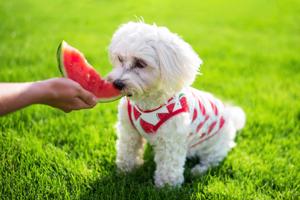 Vsepropejska Zada ovocné tričko s potiskem pro psa Barva: Červená, Délka zad (cm): 20, Obvod hrudníku: 32 - 36 cm