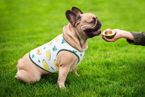 Vsepropejska Zada ovocné tričko s potiskem pro psa Barva: Zelená, Délka zad (cm): 20, Obvod hrudníku: 32 - 36 cm