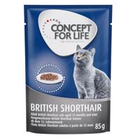 Concept for Life British Shorthair Adult (kvalita ragú) - 48 x 85 g